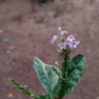 Pseuderanthemum maculatum (G.Lodd.) I.M.Turner